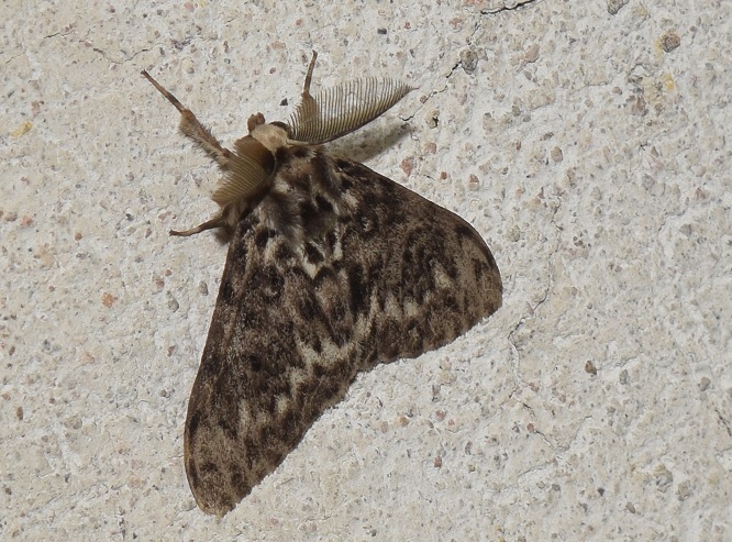 Lymantria monacha (Erebidae)? S, maschio